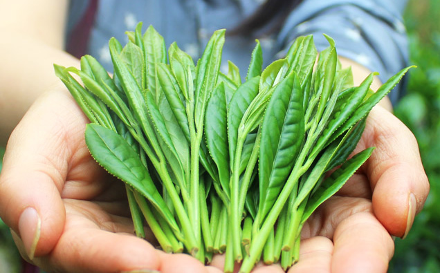 太平猴魁柿大茶品种鲜叶