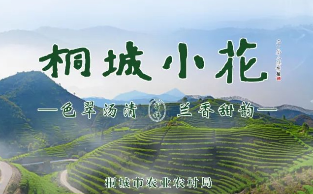 桐城市农业农村局关于征集桐城小花茶文化展示馆展品的公告