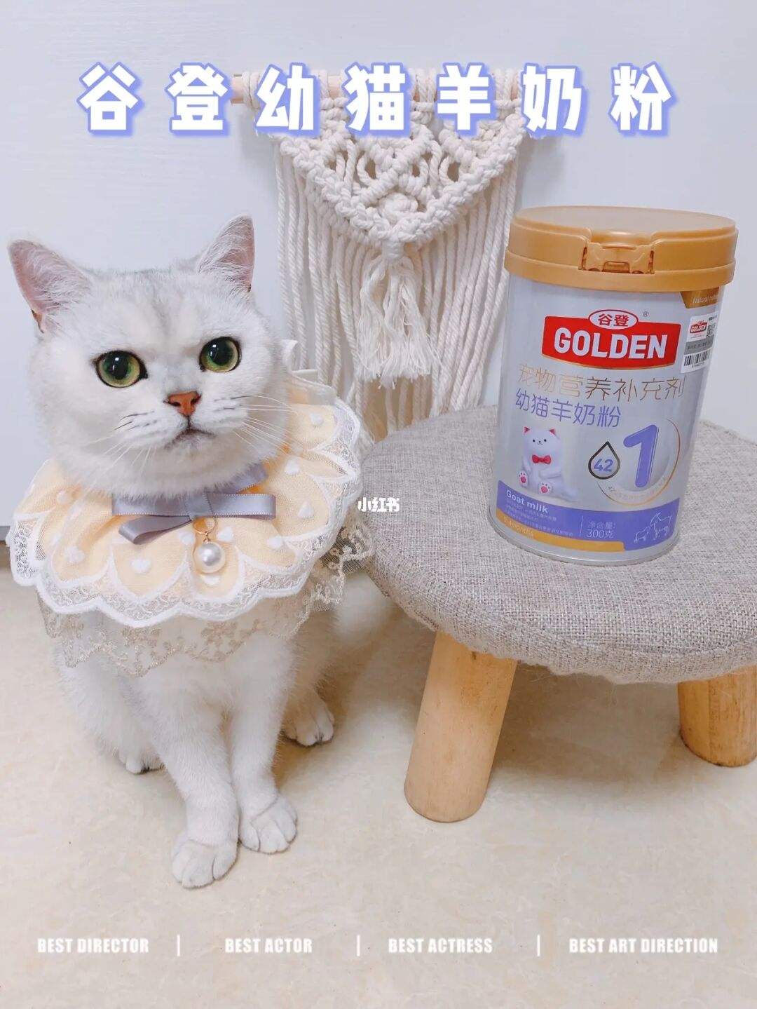 幼猫能不能奶粉_幼猫可不可以喝婴儿奶粉