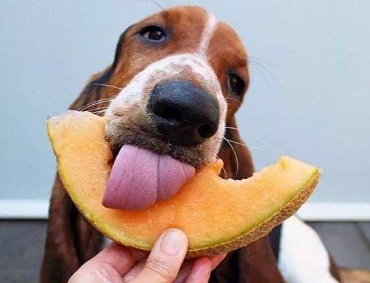 狗狗吃多了甜的会怎样呢『狗狗吃多了甜的会怎样呢图片』 
